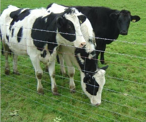 Cattle Corral Panels | Thickened Steel Posts | Easy Assembly | Suitable for Cattle Sorting & Weighing